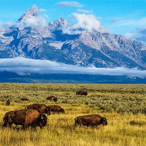 Grand Teton National Park Antelope Flats