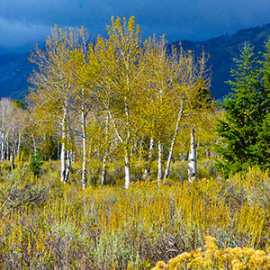 Grand Teton National Park Aspens