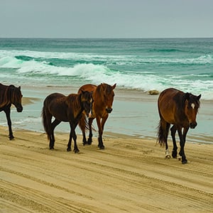 OBX North Carolina