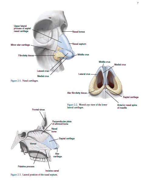 Normal Nasal Anatomy Normal Nasal Anatomy
